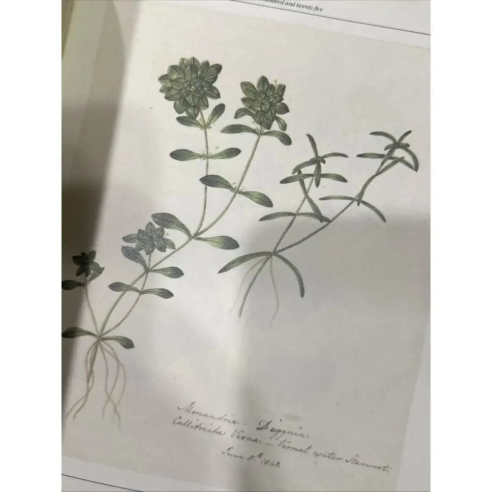 The Frampton Flora / RICHARD MABEY -‎ 1985 Hardcover Book
